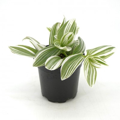 Tradescantia 'Pistachio White'