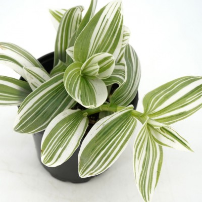 Tradescantia 'Pistachio White'