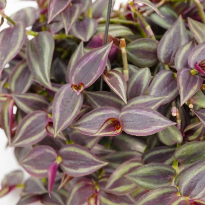 Tradescantia zebrina Red - HB