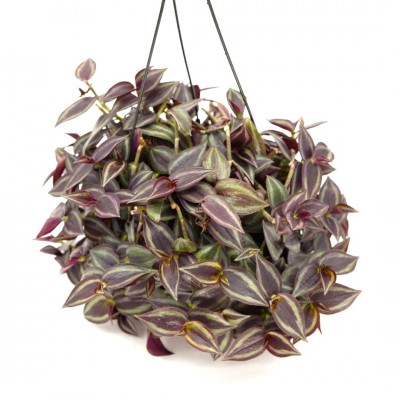 Tradescantia zebrina Red - HB