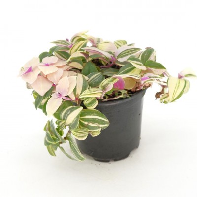 Tradescantia tricolor 'Pink Princess'