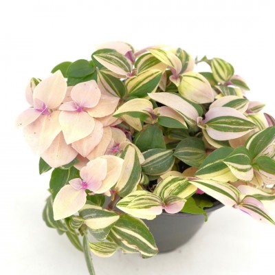 Tradescantia tricolor 'Pink Princess'