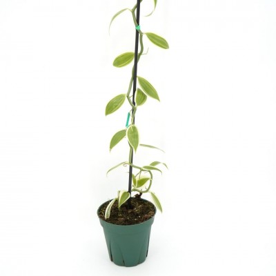 Vanilla planifolia 'Albo-Marginata'