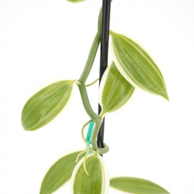 Vanilla planifolia 'Albo-Marginata'