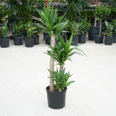 Yucca elephantipes - cane 3-2-1