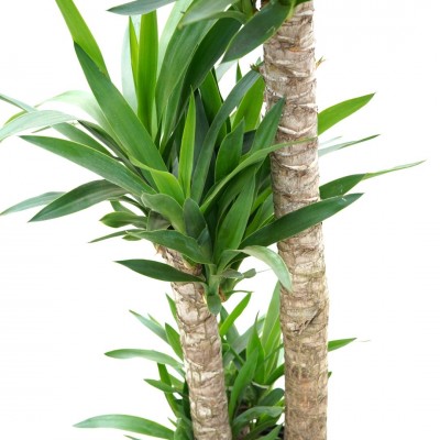 Yucca elephantipes - cane 2-1