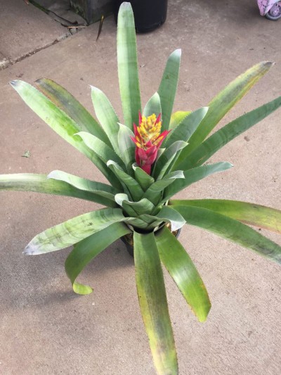 Bromeliad Aechmea 'Fantasia'