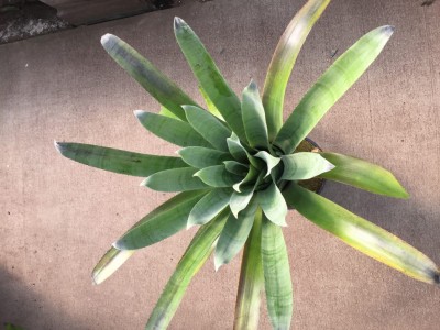 Bromeliad Aechmea 'Fantasia'
