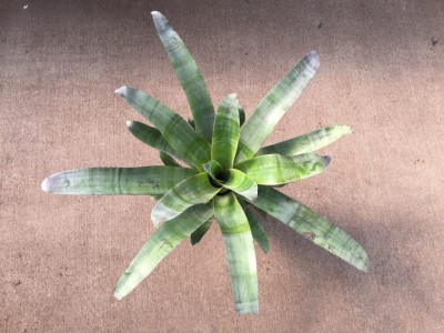 Bromeliad Aechmea 'Fantasia'