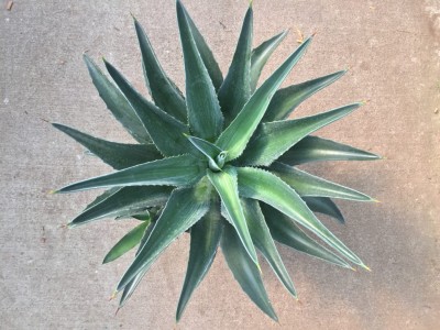 Agave lurida