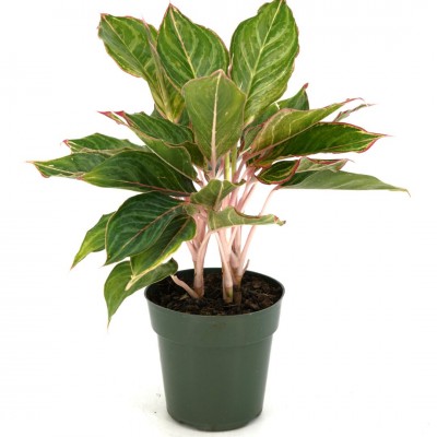 Aglaonema 'Moonstone Miles'