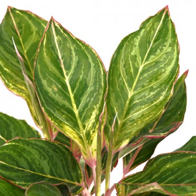 Aglaonema 'Moonstone Miles'
