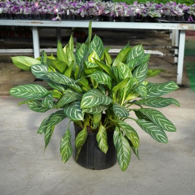 Aglaonema 'Stripes'