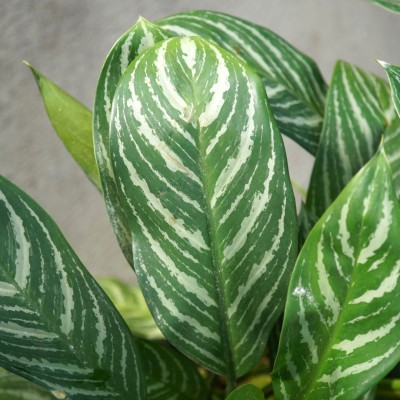 Aglaonema 'Stripes'