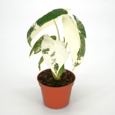 Alocasia 'Frydek Variegata' 2in - Washington - Cascade Tropicals
