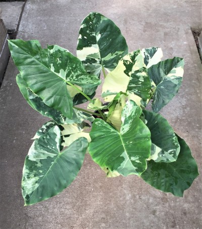 Alocasia macrorrhiza 'Variegata'