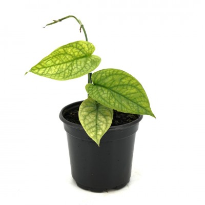 Amydrium medium 'Spiderman'