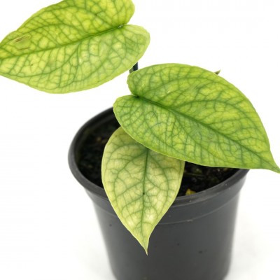 Amydrium medium 'Spiderman'