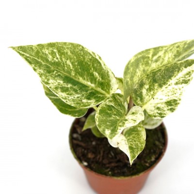 Anthurium hookeri 'Variegata'