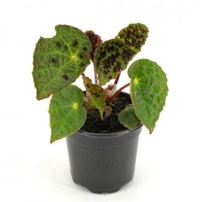 Begonia ferox