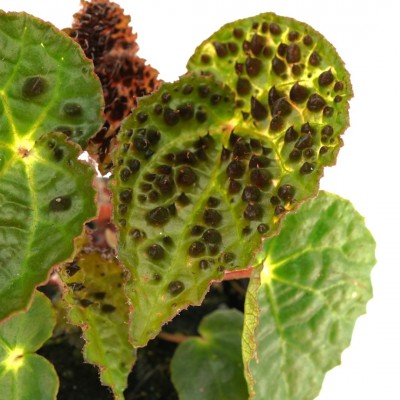 Begonia ferox