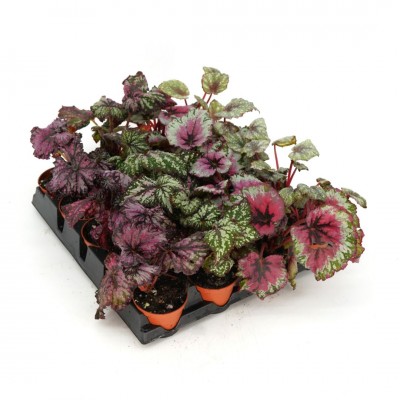 Begonia Rex assorted - 20 per flat