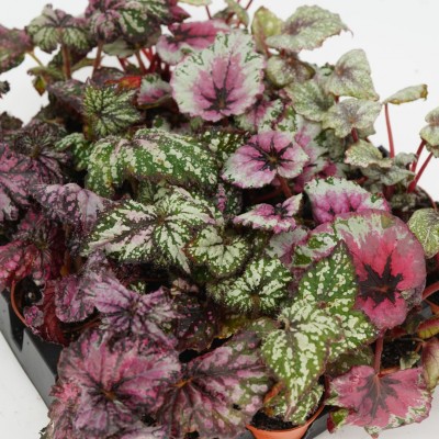 Begonia Rex assorted - 20 per flat