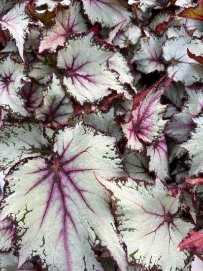 Begonia 'Bewitched Lavender'