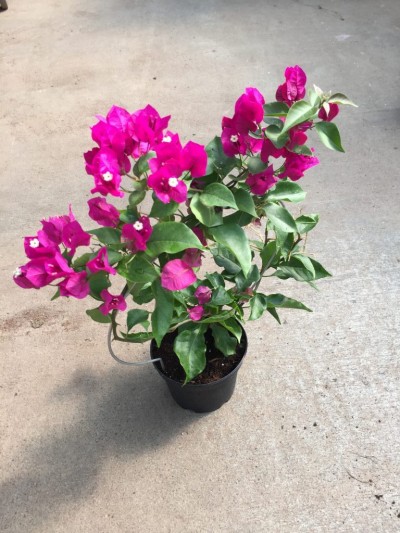 Bougainvillea assorted 6in - Washington - Cascade Tropicals