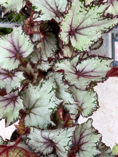 Begonia 'Dibs Butterscotch'