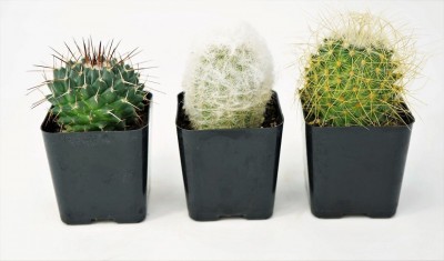 Cactus assorted