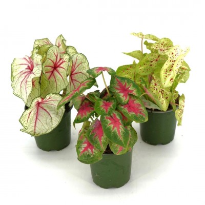 Caladium