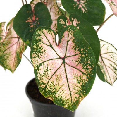 Caladium assorted - premium 6in - Washington - Cascade Tropicals