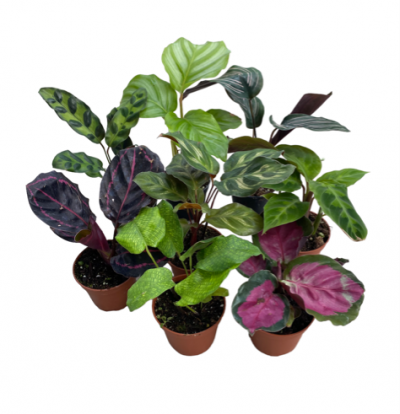 Calathea assorted