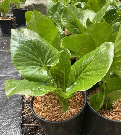 Cardiocrinum giganteum