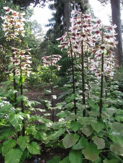 Cardiocrinum giganteum