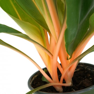 Chlorophytum am. 'Orange Mandarin'