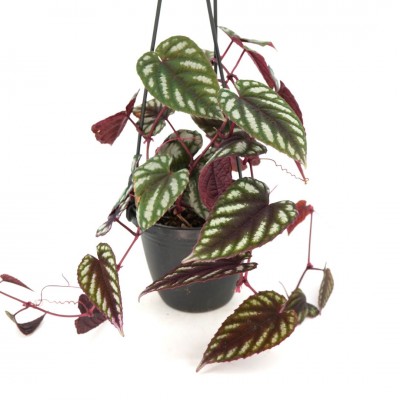 Cissus javana - HB