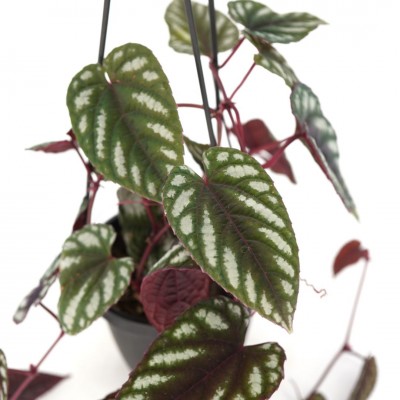 Cissus javana - HB