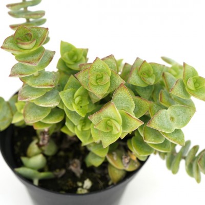 Crassula perforata