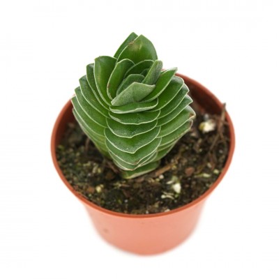 Crassula pyramidalis 'Buddha's Temple'