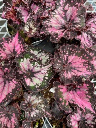 Begonia 'Curly Chocolate'