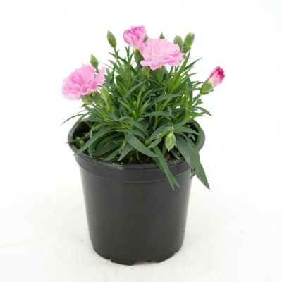 Dianthus 'I Love U'