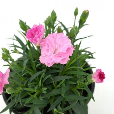 Dianthus 'I Love U'