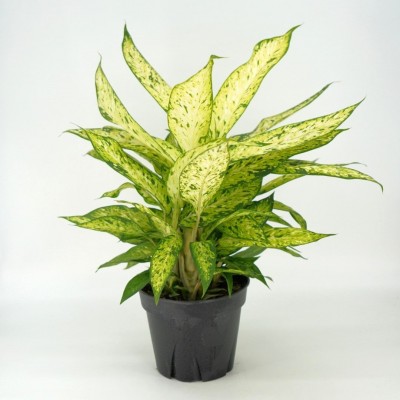 Dieffenbachia 'Star Bright' 4in - Washington - Cascade Tropicals