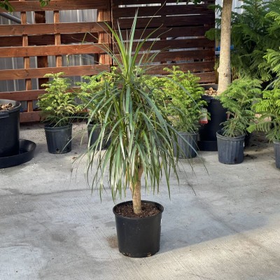 Dracaena marginata - character 10in - Washington - Cascade Tropicals