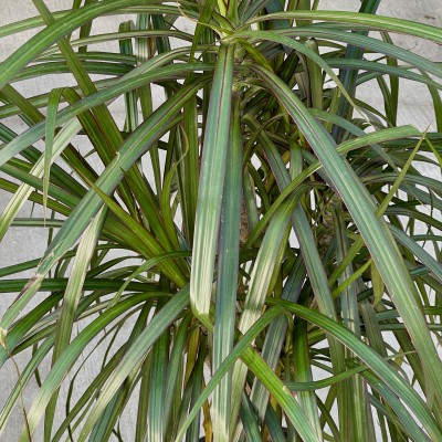 Dracaena marginata - character 10in - Washington - Cascade Tropicals