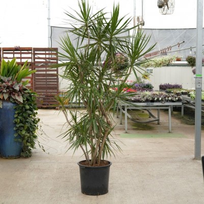 Dracaena marginata - Free Form