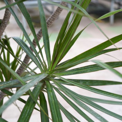 Dracaena marginata - Free Form