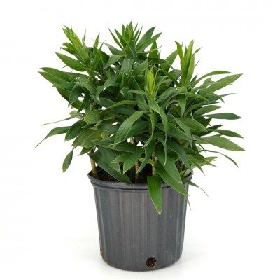 Dracaena reflexa - bush